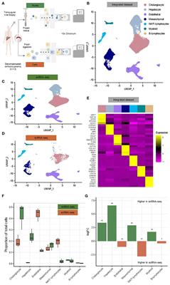 Comparison of the single-cell and single-nucleus hepatic myeloid landscape within decompensated cirrhosis patients